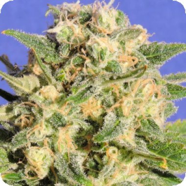 Original Sensible Seed Company Cannabis Seeds Auto Ak Xxl