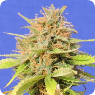 Original Sensible Seed Company Cannabis Seeds Girl Scout Cookies Auto