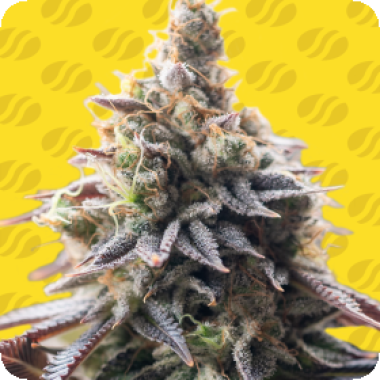 Original Sensible Seed Company Cannabis Seeds Grape Soda Auto