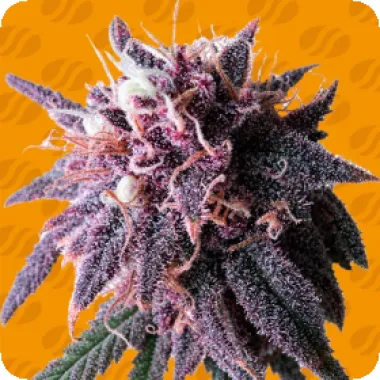 Original Sensible Seed Company Cannabis Seeds Purple Haze