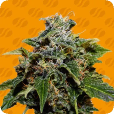 Original Sensible Seed Company Cannabis Seeds Skunk