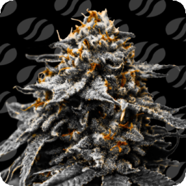 Original Sensible Seed Company Cannabis Seeds Twilight Zlush Auto