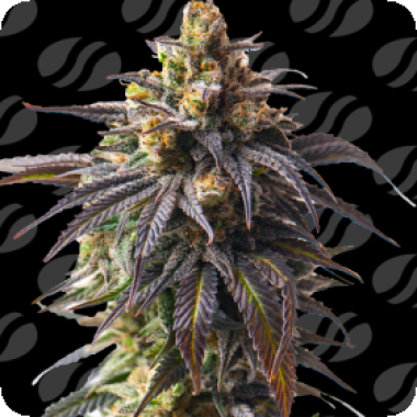 Original Sensible Seed Company Cannabis Seeds Velvet Drip Auto