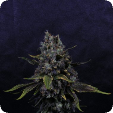 Pilchards Caviar Cannabis Seeds Surf N Turf