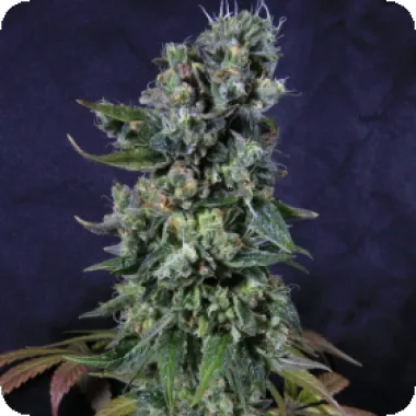 Pilchards Caviar Cannabis Seeds Tortuga