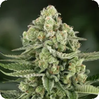 Powerstrains Cannabis Seeds 5star Apple Fritter Auto