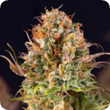 Powerstrains Cannabis Seeds 5star Auto Orange Bud