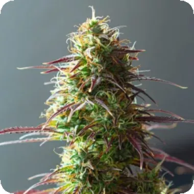 Powerstrains Cannabis Seeds 5star Auto Strawberry Haze