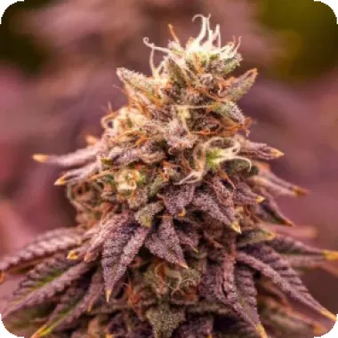 Powerstrains Cannabis Seeds 5star Berry Moonrocks Xl Auto