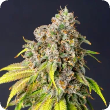 Powerstrains Cannabis Seeds 60 Day Grapefruit Auto