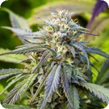 Powerstrains Cannabis Seeds Afghan Kush Auto