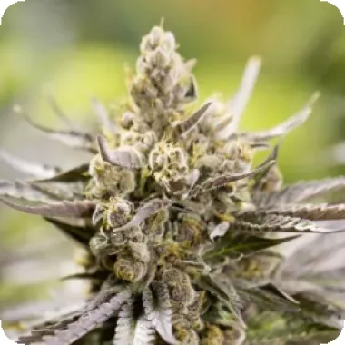 Powerstrains Cannabis Seeds Watermelon Auto
