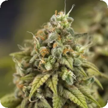 Powerstrains Cannabis Seeds Wedding Cake Auto