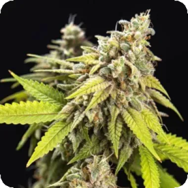 Powerstrains Cannabis Seeds White Widow Auto