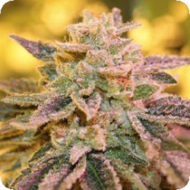 Purple Caper Cannabis Seeds Gold Line Gelato Zkittlez