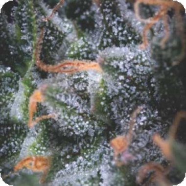 Pyramid Cannabis Seeds Auto Black Cherry Punch Usa Range