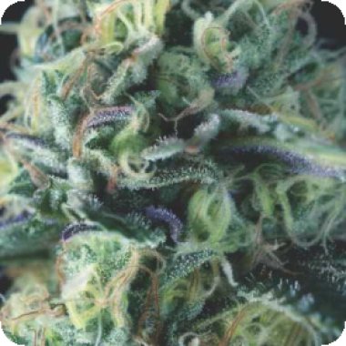 Pyramid Cannabis Seeds Auto Cookies Usa Range
