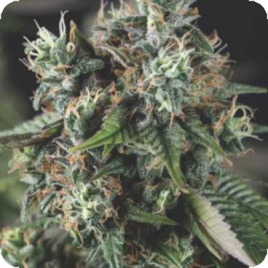 Pyramid Cannabis Seeds Auto Do Si Dos Usa Range