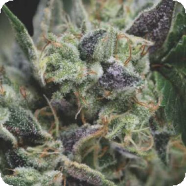 Pyramid Cannabis Seeds Auto Gorilla Usa Range
