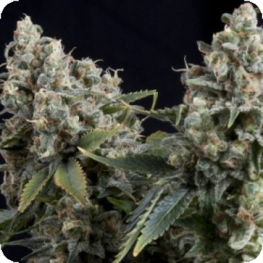 Pyramid Cannabis Seeds Auto Tutankhamon