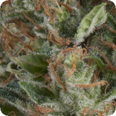 Pyramid Cannabis Seeds Auto Wembley