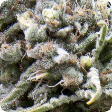 Pyramid Cannabis Seeds Auto White Widow