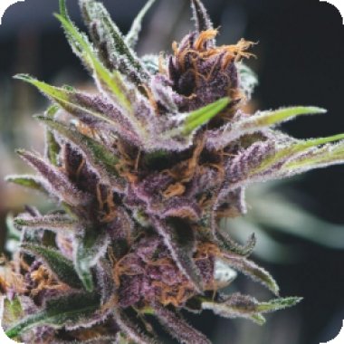 Pyramid Cannabis Seeds Black Cherry Punch