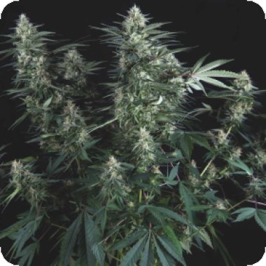 Pyramid Cannabis Seeds Super Og Kush
