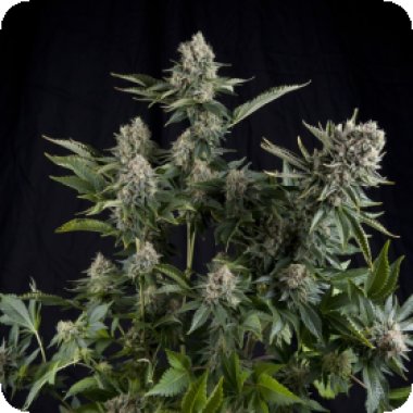 Pyramid Cannabis Seeds White Widow Cbd