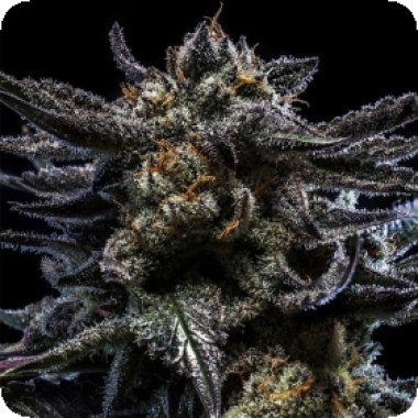 Ripper Cannabis Seeds Auto Zombie Kush