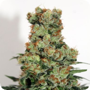 Ripper  Cannabis  Seeds  Badazz