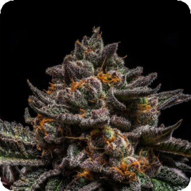 Ripper  Cannabis  Seeds  Brain  Cake
