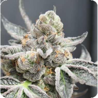Ripper  Cannabis  Seeds  Break  Pad  Breath