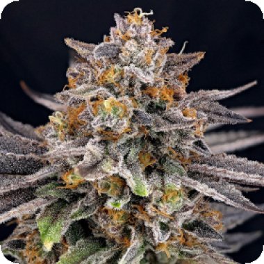 Ripper  Cannabis  Seeds  Candygaz