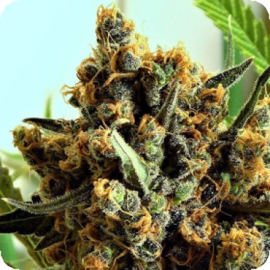 Ripper  Cannabis  Seeds  Criminal