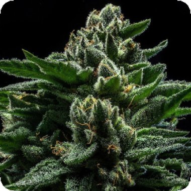 Ripper  Cannabis  Seeds  Do  G