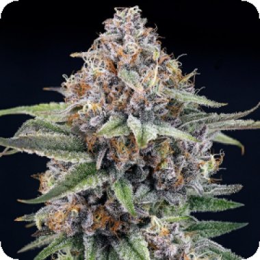 Ripper  Cannabis  Seeds  Eyeballz