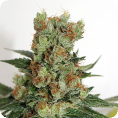 Ripper  Cannabis  Seeds  Fuel  Og