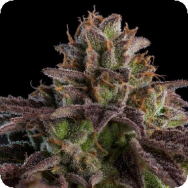 Ripper  Cannabis  Seeds  Kmintz