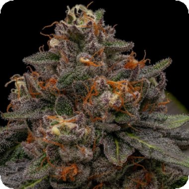 Ripper  Cannabis  Seeds  Korenji