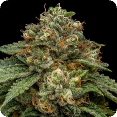 Ripper  Cannabis  Seeds  Kroma