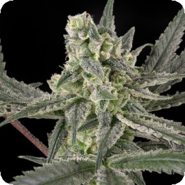 Ripper  Cannabis  Seeds  Old  School
