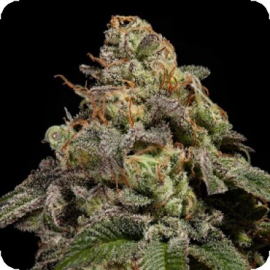 Ripper  Cannabis  Seeds  Omg