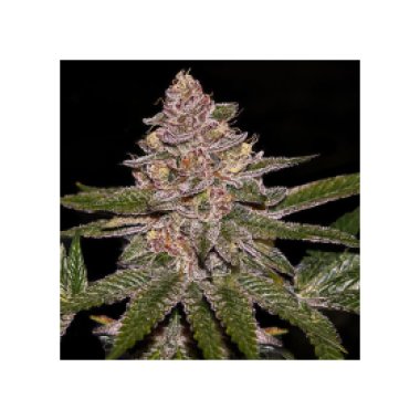 Ripper  Cannabis  Seeds  Radical  Juice
