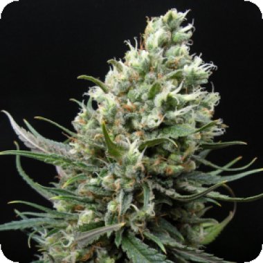 Ripper  Cannabis  Seeds  Ripper  Haze