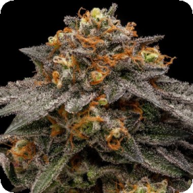 Ripper  Cannabis  Seeds  Shimo