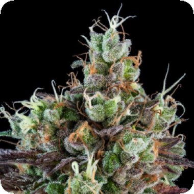 Ripper  Cannabis  Seeds  Sour  Ripper