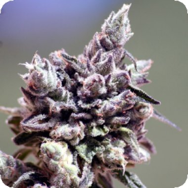 Ripper  Cannabis  Seeds  Washing  Machine