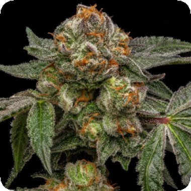 Ripper  Cannabis  Seeds  Zake