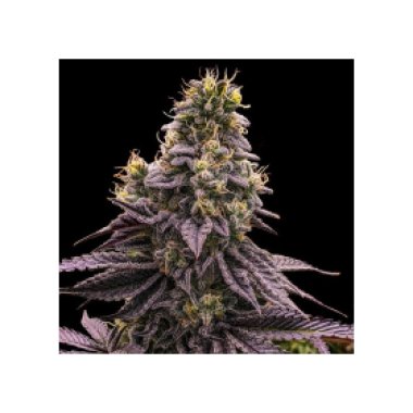 Ripper  Cannabis  Seeds  Zombie  Bride